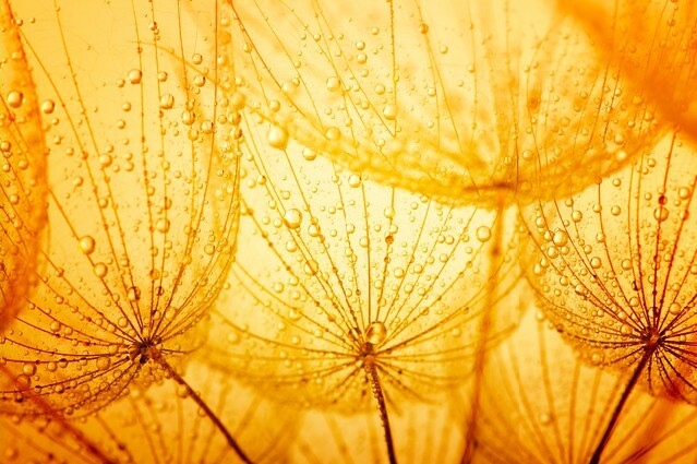 photo of dandelion seeds with water drops